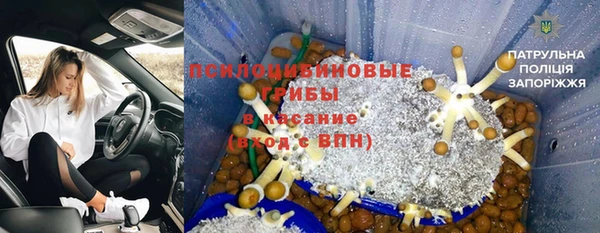 шишки Осинники